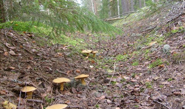 Where mushroom mushrooms grow: in what forests to look for them