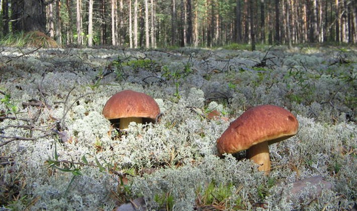 Where mushroom mushrooms grow: in what forests to look for them