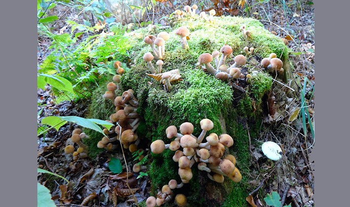 Where mushroom mushrooms grow: in what forests to look for them