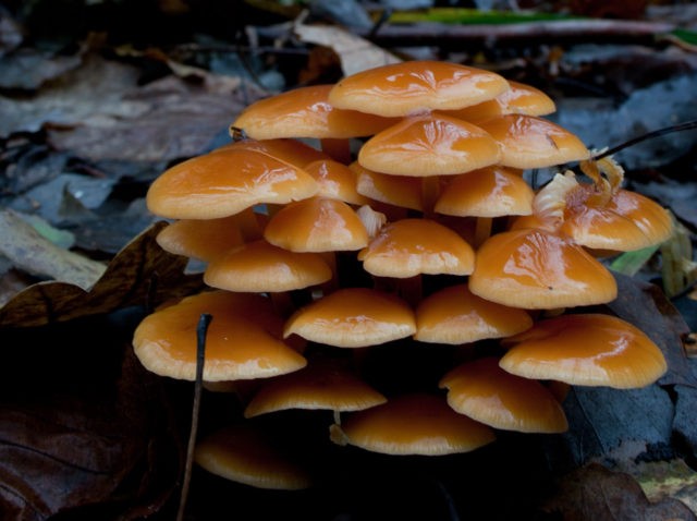 Where mushrooms grow in the Lipetsk region (Lipetsk) in 2022: mushroom places