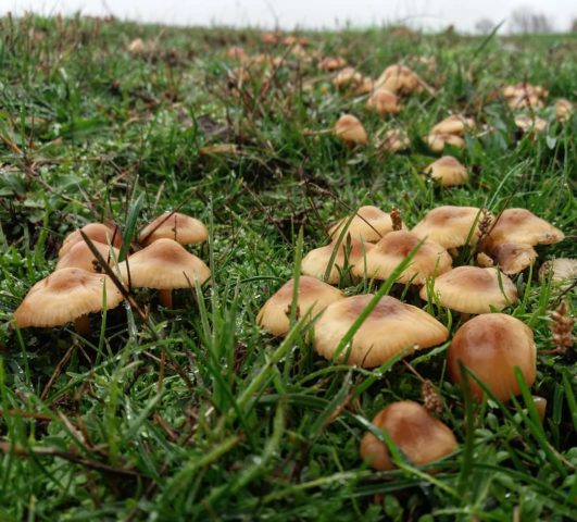 Where mushrooms grow in the Lipetsk region (Lipetsk) in 2022: mushroom places