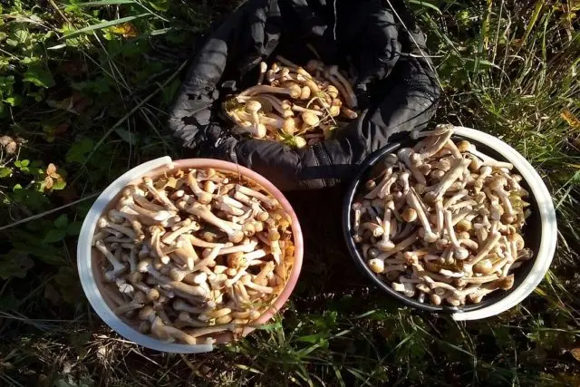 Where mushrooms grow in the Lipetsk region (Lipetsk) in 2022: mushroom places