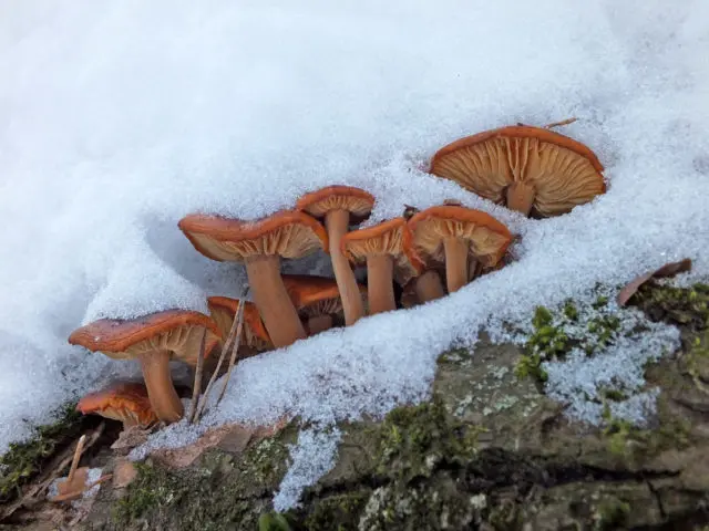 Where mushrooms grow in the Lipetsk region (Lipetsk) in 2022: mushroom places