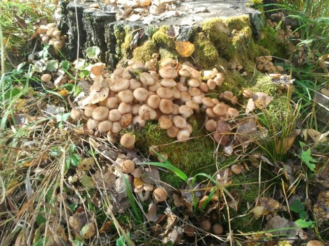 Where mushrooms grow in the Lipetsk region (Lipetsk) in 2022: mushroom places