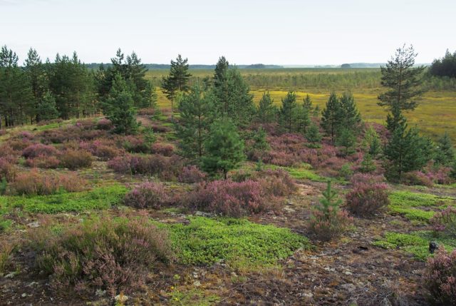 Where mushrooms grow mushrooms, when to collect and how to find