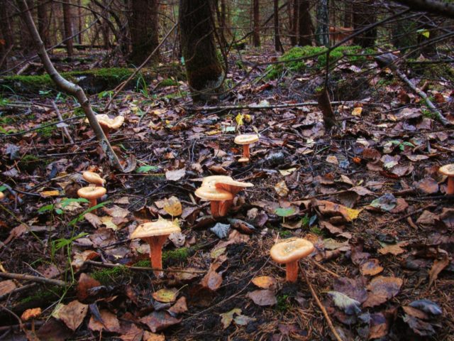 Where mushrooms grow mushrooms, when to collect and how to find