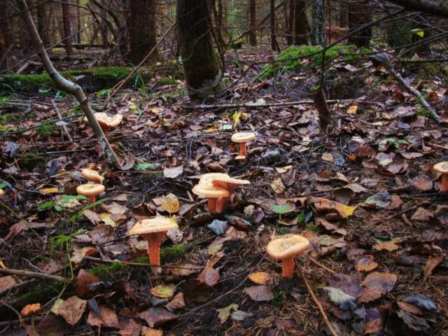 Where mushrooms grow mushrooms, when to collect and how to find