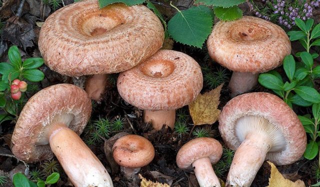 Where mushrooms grow mushrooms, when to collect and how to find