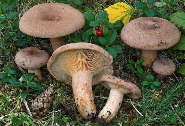 Where mushrooms grow mushrooms, when to collect and how to find