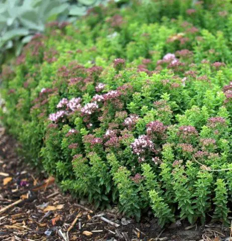 Where to collect and how to prepare oregano (oregano)