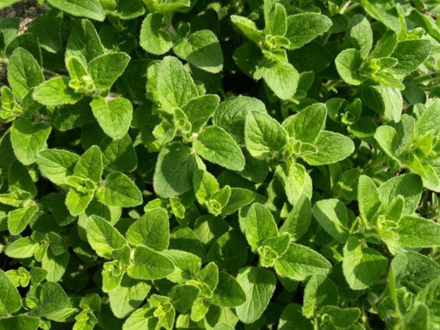 Where to collect and how to prepare oregano (oregano)