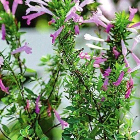 Where to collect and how to prepare oregano (oregano)