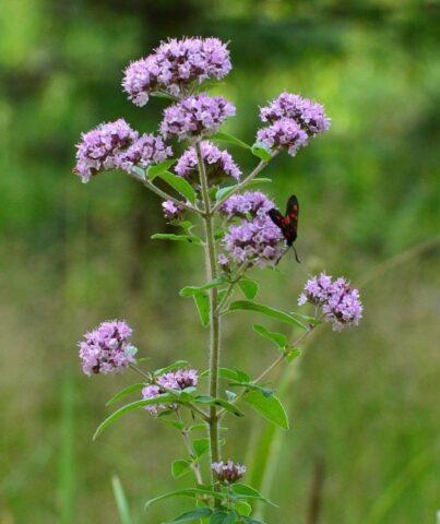 Where to collect and how to prepare oregano (oregano)