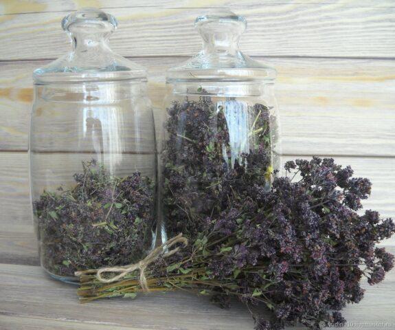 Where to collect and how to prepare oregano (oregano)