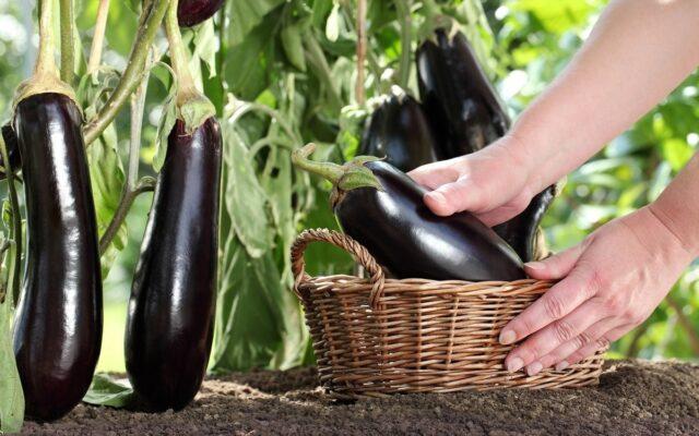 Where to store fresh eggplant in the apartment