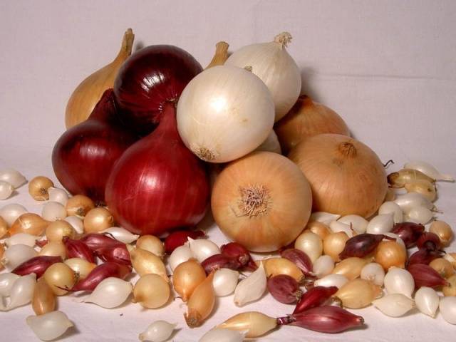 Where to store onion sets before planting in spring