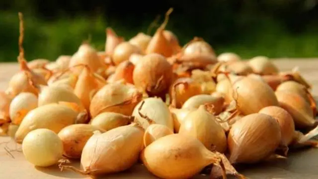 Where to store onion sets before planting in spring