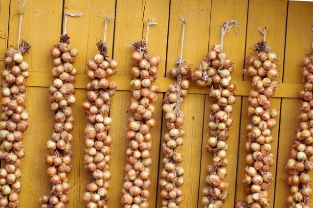 Where to store onion sets before planting in spring