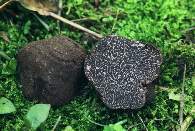 Where truffles grow in Our Country: in the Leningrad, Saratov and Ryazan regions