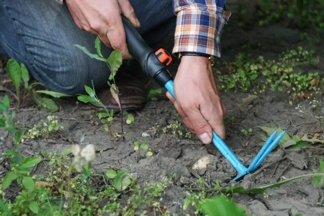 Where truffles grow in Our Country: in the Leningrad, Saratov and Ryazan regions