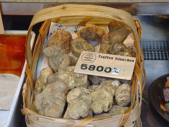 Where truffles grow in Our Country: in the Leningrad, Saratov and Ryazan regions