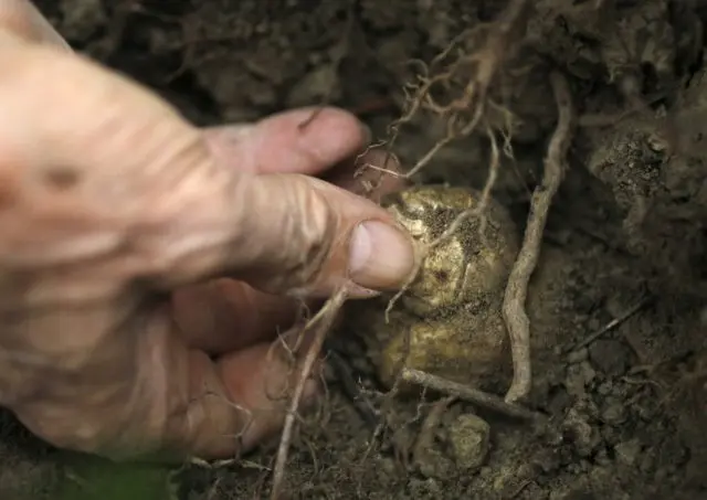 Where truffles grow in Our Country: in the Leningrad, Saratov and Ryazan regions