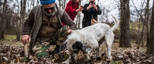 Where truffles grow in Our Country: in the Leningrad, Saratov and Ryazan regions