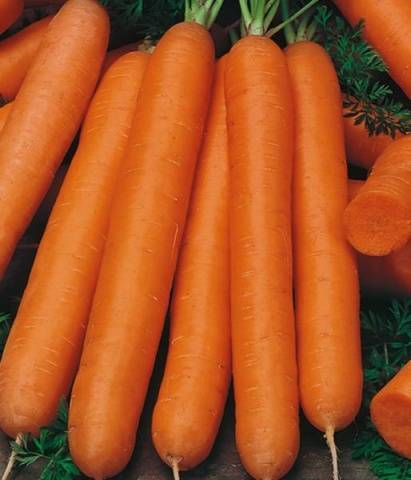 Which carrot is the sweetest and most fruitful