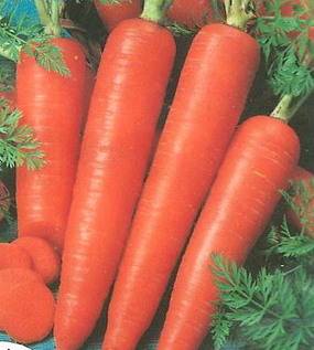 Which carrot is the sweetest and most fruitful