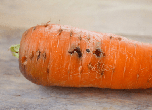 Which carrot is the sweetest and most fruitful