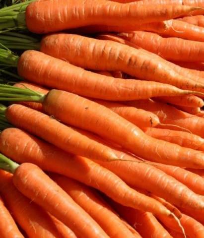 Which carrot is the sweetest and most fruitful