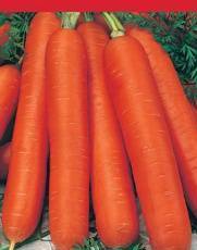 Which carrot is the sweetest and most fruitful