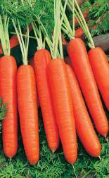 Which carrot is the sweetest and most fruitful