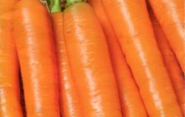 Which carrot is the sweetest and most fruitful