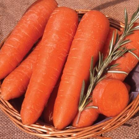 Which carrot is the sweetest and most fruitful