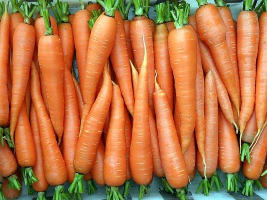 Which carrot is the sweetest and most fruitful