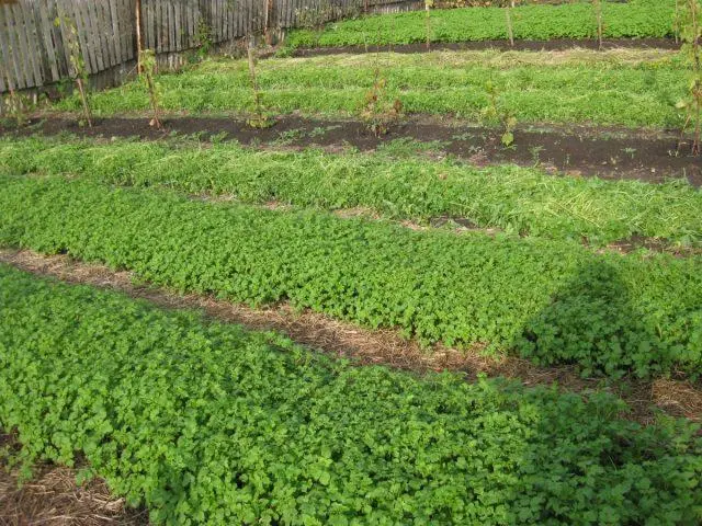 Which green manure is better to sow in the summer