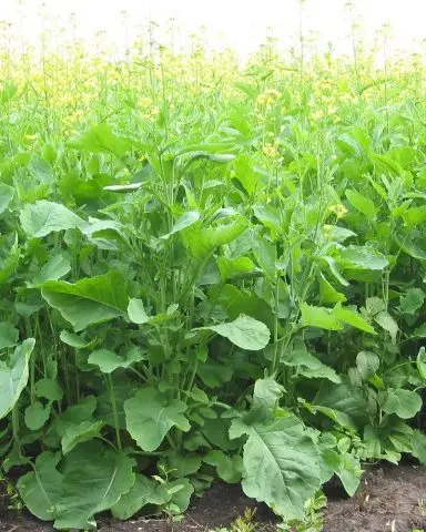 Which green manure is better to sow in the summer