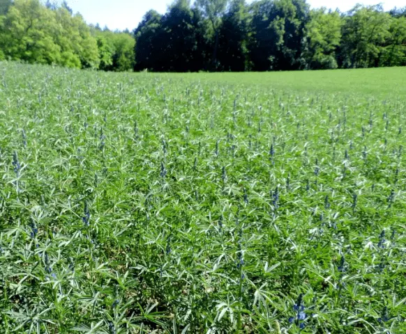 Which green manure is better to sow in the summer