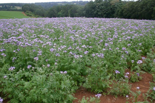 Which green manure is better to sow in the summer