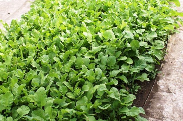 Which green manure is better to sow in the summer