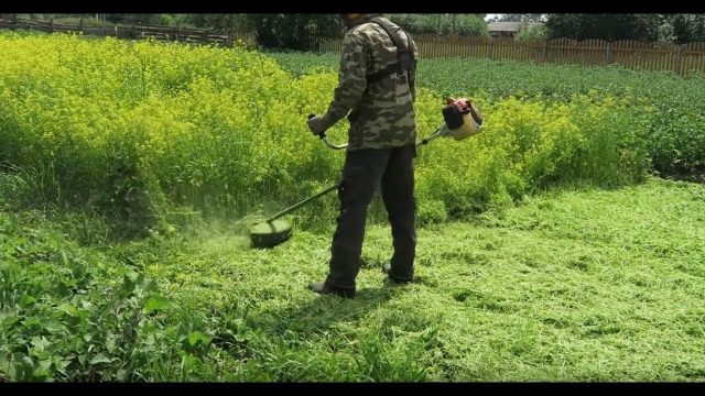 Which green manure is better to sow in the summer