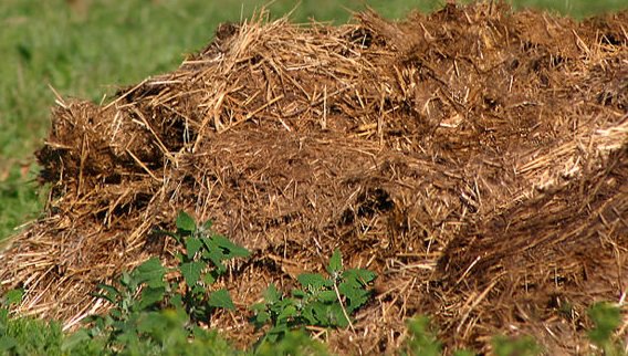 Which manure is better horse or cow and how to apply?