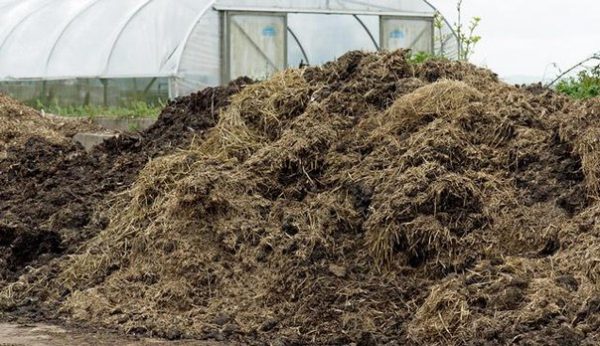 Which manure is better horse or cow and how to apply?