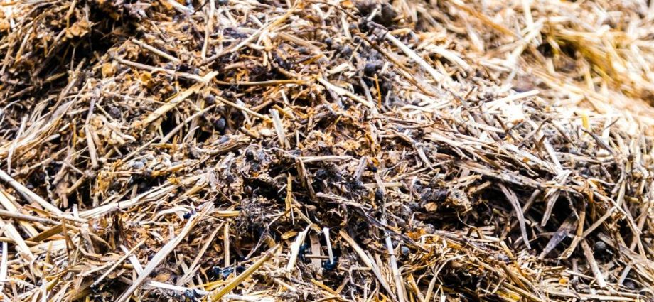 Which manure is better horse or cow and how to apply?