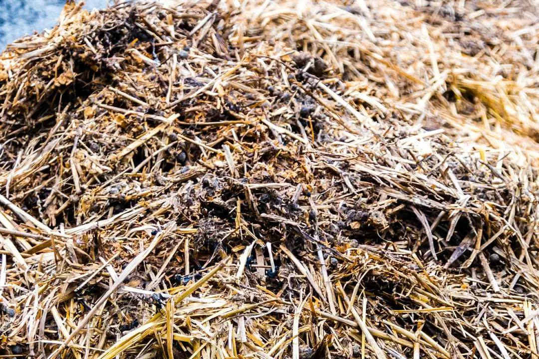 Which manure is better horse or cow and how to apply?