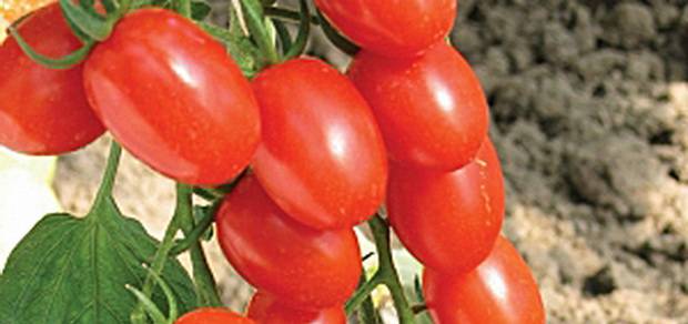 Which undersized tomatoes are the most productive