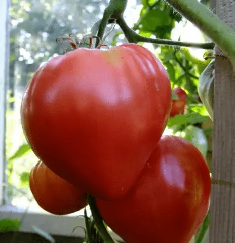 Which undersized tomatoes are the most productive