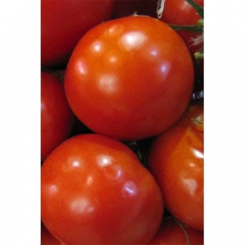 Which undersized tomatoes are the most productive