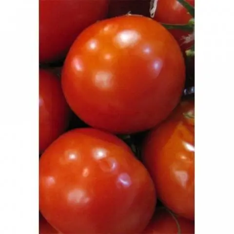 Which undersized tomatoes are the most productive